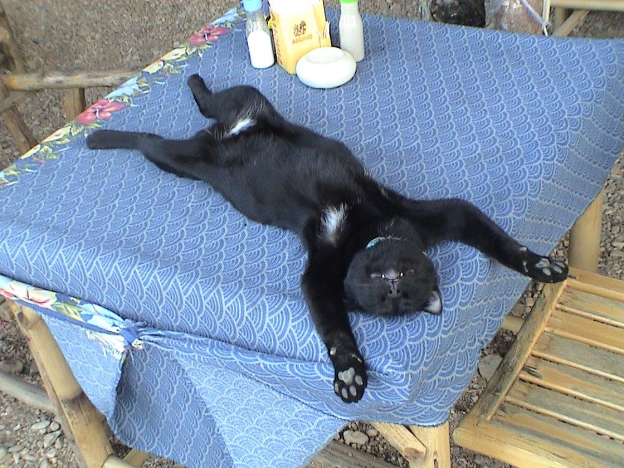 Sleeping-cat.jpg